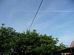 Třibřichy